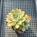 Echeveria 'Pink Spot' 2" Succulent Plant