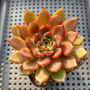 Echeveria 'Red Bell' 3" Succulent Plant