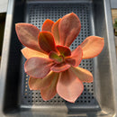 Echeveria 'Primadonna' Non-Variegated 2" Succulent Plant