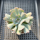 Echeveria 'Pignose' 2" Succulent Plant