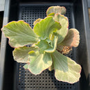 Echeveria 'White Cloud' Variegated 4"-5" Succulent Plant