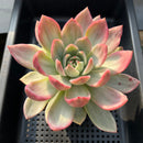 Echeveria 'Pink Champaign' Variegated 5"-6" Large Succulent Plant