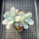 Jeronimoa Cuicatecana 2"-3" Succulent Plant