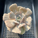 Echeveria 'Milk Purple' 3"-4" Changhee Hybrid succulent Plant