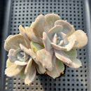 Echeveria 'Milk Purple' 3"-4" Changhee Hybrid succulent Plant