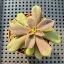 Echeveria Carnicolor 2" (100% Grown In House) Succulent Plant