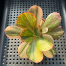 Echeveria 'Primadonna' Variegated 2"-3" (100% Grown In House) Succulent Plant