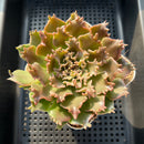 Graptoveria 'Starfire' 4" Large (Suculentia Original Hybrid) Succulent Plant