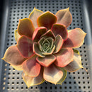 Echeveria 'Red Tan' 2"-3" Succulent Plant