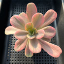 Echeveria 'Lemon Rose' Variegated 3" Succulent Plant