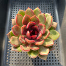 Echeveria sp. 2"-3" Succulent Plant