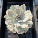 Echeveria Lilacina Variegated 5" Large Succulent Plant