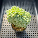 Echeveria 'White Farm Crested' 2" Succulent Plant