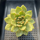 Echeveria 'Jaoki' (자옥이) Variegated 2"-3" Succulent Plant