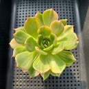 Echeveria Agavoides 'Star Boss' Variegated 3"-4" Succulent Plant