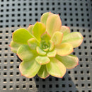 Echeveria Agavoides 'Flamenco' Variegated 1"-2" Succulent Plant