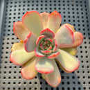 Echeveria 'Glam Pink' 2" Succulent Plant