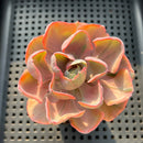 Echeveria 'Beyonce' Variegated 2"-3" Succulent Plant