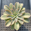 Echeveria 'Fantastic Fountain' 2" Succulent Plant