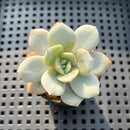 Echeveria 'Soul Mint' 2" Succulent Plant