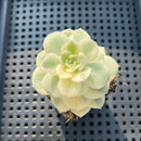 Echeveria 'Nicksana' Variegated 2" Succulent Plant