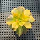 Echeveria 'Black Prince' Variegated 2"-3" Succulent Plant