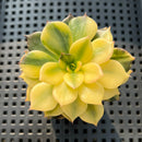 Echeveria 'Black Prince' Variegated 2"-3" Succulent Plant