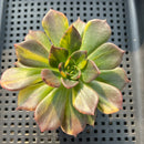 Echeveria 'Black Prince' Variegated 2"-3" Succulent Plant