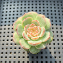 Echeveria sp. Jelly Type 2" Succulent Plant