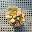Graptoveria Amethorum (E. Purposorum x G. Amethystinum) 1" Succulent Plant