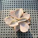 Echeveria Rodolfi 1" Succulent Plant