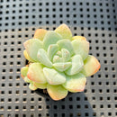 Echeveria 'Icy Green' 1" Succulent Plant