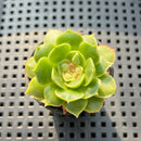 Echeveria Longissima Carunculated 1" Succulent Plant