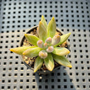 Echeveria Unguiculata 1" Succulent Plant