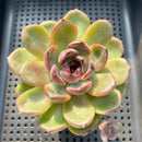 Echeveria 'Purple Candy' 2" Succulent Plant