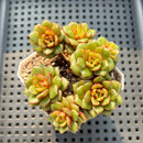 Echeveria 'Fireworks' Cluster Compact Form 2"-3" Succulent Plant