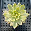Echeveria 'Navillera' Variegated 2"-3" Succulent Plant