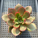 Echeveria 'Juggling' 2"-3" (Nodulosa Hybrid) Succulent Plant
