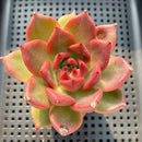 Echeveria Agavoides 'Primori' 3" Succulent Plant