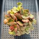 Echeveria 'Opinio' Variegated/Mutated 2"-3" Cluster Succulent Plant