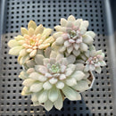 Echeveria 'Chrissy N Ryan' Variegated 3" Cluster Succulent Plant