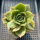 Echeveria 'Hermione' Mutated/Variegated 2"-3" Succulent Plant