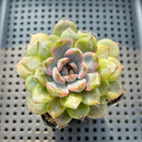 Echeveria 'Purple Stone' 2"-3" Succulent Plant