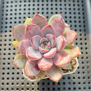 Echeveria 'Charming Stone' 3" Succulent Plant