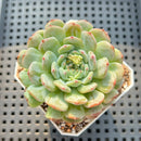 Echeveria 'White Farm' 2" Succulent Plant