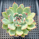 Echeveria Chihuahuaensis 2" Succulent Plant