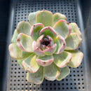 Echeveria 'Dark Opal' 3"-4" Succulent Plant