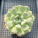 Echeveria 'Viyant' 2" Succulent Plant