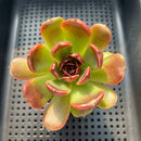 Echeveria 'Fushike' 2"-3" Succulent Plant
