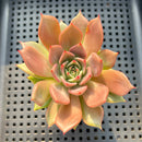 Echeveria sp. 2"-3" Succulent Plant